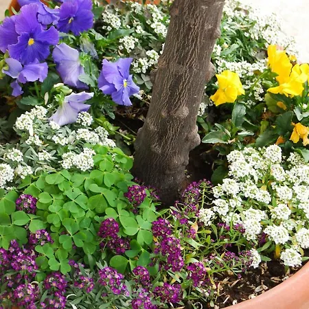 A Casa Di Lola 4* Ascoli Piceno